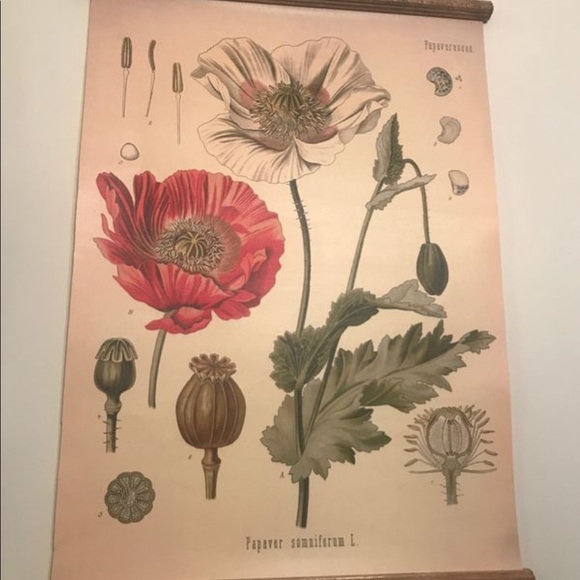 Flowers printed on canvas & scrolled - Picture 2 of 5